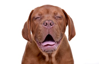 Perro de la raza Dogo de Burdeos gracioso.