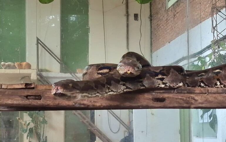 Minizoológico Juan XXIII de Encarnación ofrece el contacto con las especies autóctonas de la región