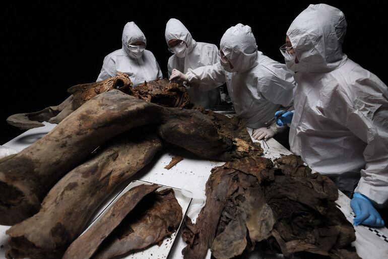 Científicos rusos realizan una necropsia a Yana, una cría de mamut de 130.000 años hallada en perfecto estado. El análisis “nos permite estudiar el pasado de nuestro planeta”, dice Artemi Goncharov, experto en genómica del Instituto de Medicina Experimental.