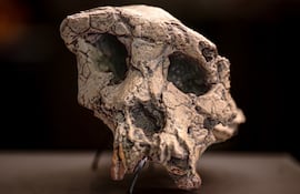 Cráneo de Sahelanthropus tchadensis.