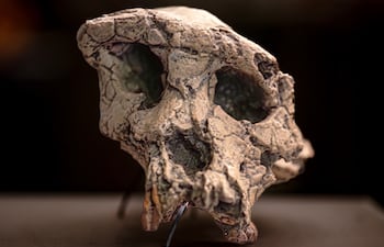 Cráneo de Sahelanthropus tchadensis.
