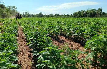 Esta parcela de sésamo de la compañía San Antonio de 25 de Diciembre está en etapa de crecimiento.