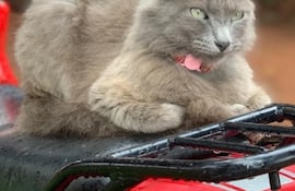 Pichi es su nombre y se extravió cuando llevaba puesto un collar color rosado con pequeñas flores.