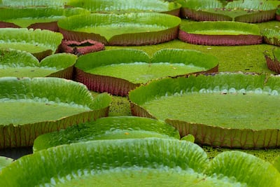 Victoria amazonica.