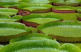 Victoria amazonica.