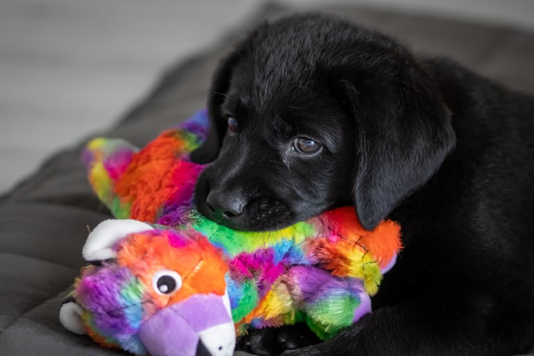 Cachorro de Labrador retriever con un juguete en la boca.