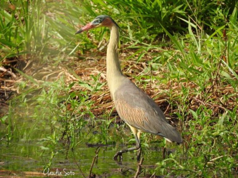 Los estudiantes captan diversas especies en cada observaci&oacute;n que realizan.&nbsp;