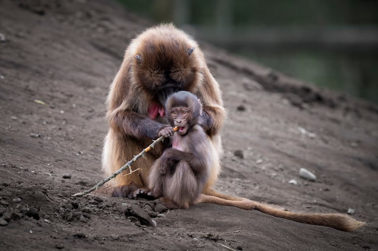 Mono gelada( theropithecus Gelada) con cría.