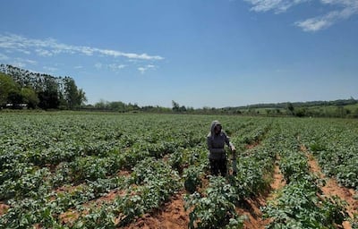 l Ministerio de Agricultura y Ganadería (MAG) busca alcanzar una cobertura de 400 hectáreas de cultivo de papa en cinco distritos del departamento de Paraguarí.