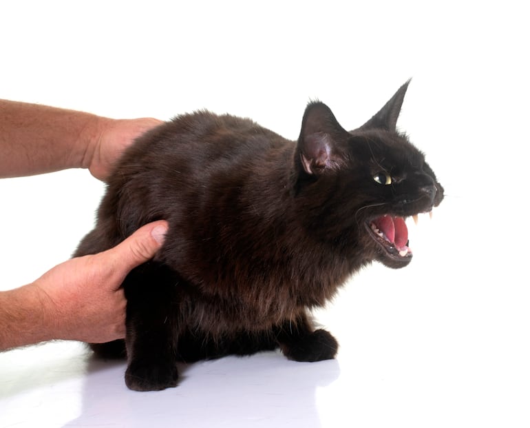 Concepto de gato estresado.