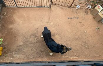 Perro abandonado en una vivienda en Cañada Garay sobre la calle Cirila hace más de 10 días.