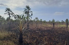 Así quedó la reserva Aguapey, ubicada en el límite entre Luque y San Bernardino, luego del incendio.