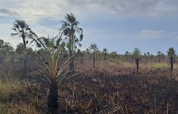 Así quedó la reserva Aguapey, ubicada en el límite entre Luque y San Bernardino, luego del incendio.