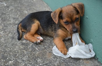 Cachorro.