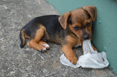 Cachorro.