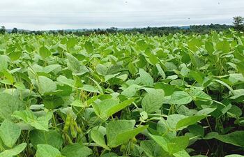 Campo de soja con hojas verdes brillantes bajo un cielo nublado, sin presencia de personas ni objetos identificativos.