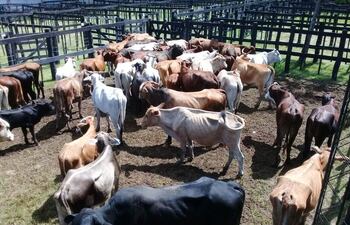 Flagelo de abigeato sigue golpeando al departamento de Paraguarí.