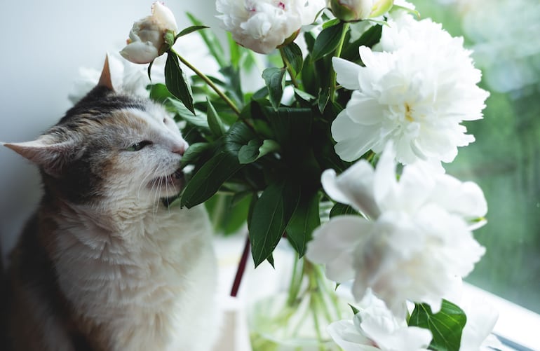 Si tu gato mordió una planta, alejalo de inmediato, retirale con suavidad los fragmentos visibles de la boca y guardá una muestra o sacale una foto a la especie.