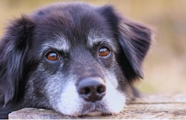 Perro con cara triste.