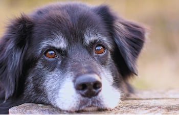 Perro con cara triste.
