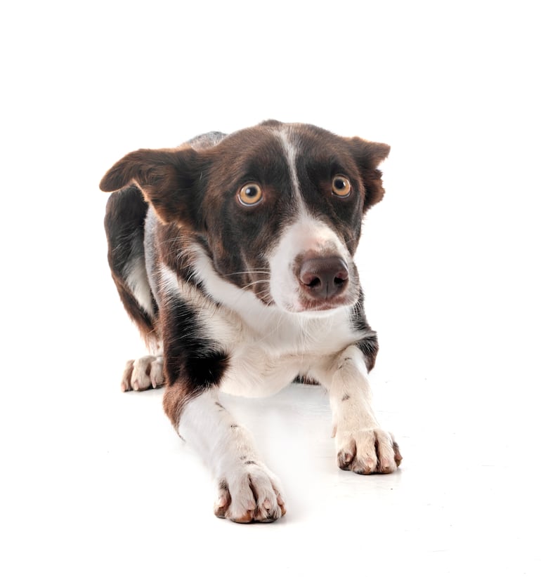 Miedos y fobias en las mascotas.