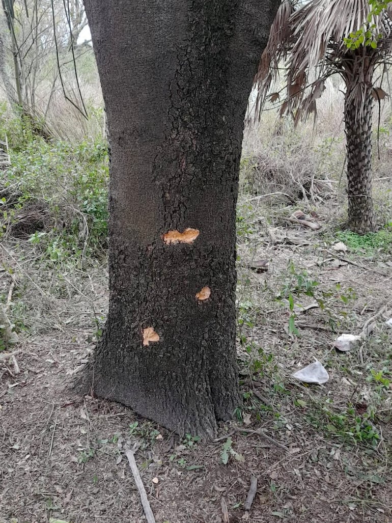 El árbol detrás del cual se escondió el policía-asaltante Richar Cáceres Ojeda.