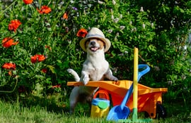 Perro Jack Russell Terrier.