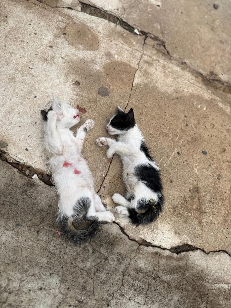 Investigan presunto caso de maltrato animal: gatitos habrían sido usados como alimento de un pitbull