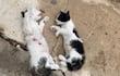 Hallan gatos muertos tras un supuesto caso de maltrato animal.