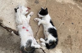 Hallan gatos muertos tras un supuesto caso de maltrato animal.
