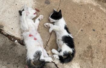Hallan gatos muertos tras un supuesto caso de maltrato animal.