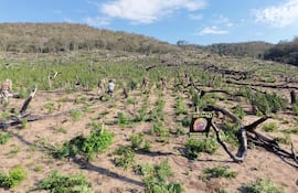 Cuatro agentes de la SENAD trabajan en el campo con plantas de cannabis, bajo un cielo azul y un cartel de SENAD visible.