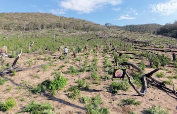 Cuatro agentes de la SENAD trabajan en el campo con plantas de cannabis, bajo un cielo azul y un cartel de SENAD visible.