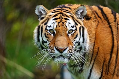 Tigre de Bangala, imagen ilustrativa.