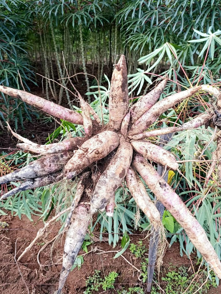 Tubérculo de mandioca en el centro con raíces visibles, rodeado de plantas verdes en una plantación al aire libre.