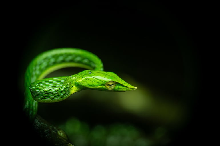 Ahaetulla nasuta o serpiente liana verde.
