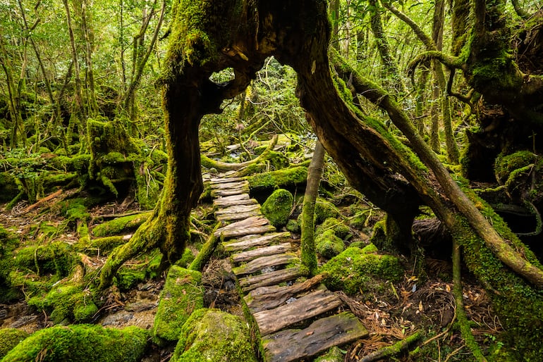 Yakushima, Japón.
