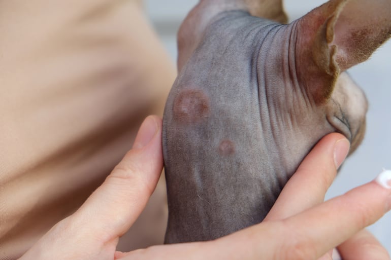 Gato sphynx con dermatitis.