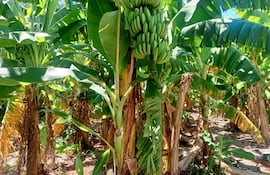 En su mayoría de las frutas de banana se encuentra en su etapa de desarrollo, según explicaron los bananeros
