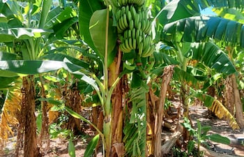 En su mayoría de las frutas de banana se encuentra en su etapa de desarrollo, según explicaron los bananeros