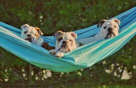 Tres bulldogs ingleses en una hamaca.