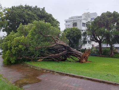 Un arbol derribado por los fuertes vientos del tifón Khanun en Naha, en la prefectura japonesa de Okinawa, este miércoles.