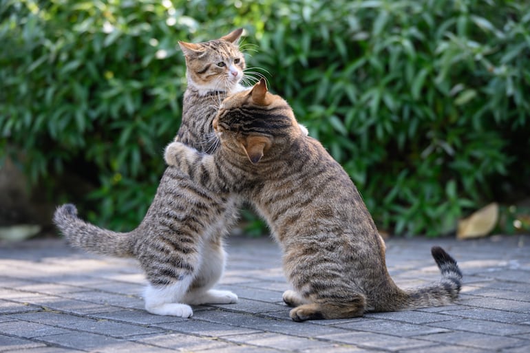 ¿Juego o agresión entre gatos?