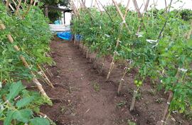 Cultivo de tomates son susceptibles a sufrir daños por las heladas.