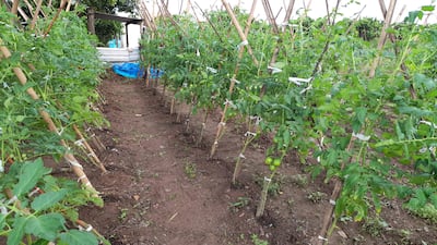 Cultivo de tomates son susceptibles a sufrir daños por las heladas.