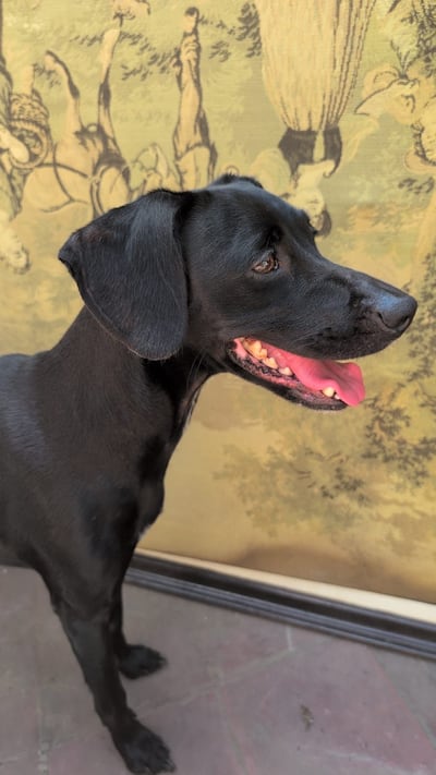 Bruna se perdió en la intersección de Calle Última y Eusebio Ayala.