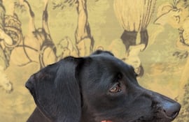 Bruna se perdió en la intersección de Calle Última y Eusebio Ayala.