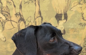 Bruna se perdió en la intersección de Calle Última y Eusebio Ayala.