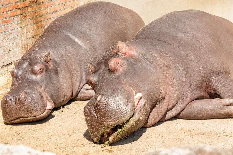 Hipopótamos durmiendo, imagen ilustrativa.