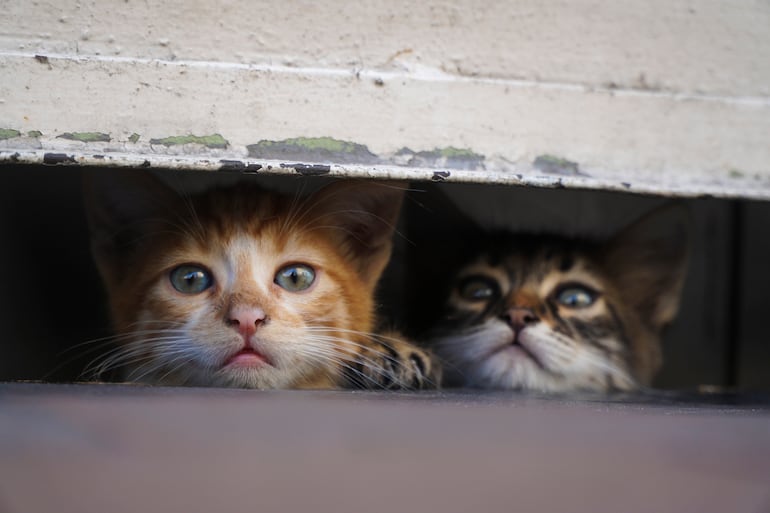 Gatos.